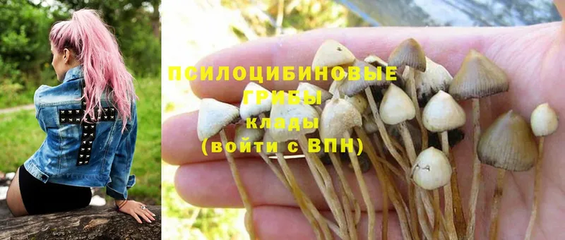 kraken сайт  Курган  Галлюциногенные грибы Psilocybine cubensis 